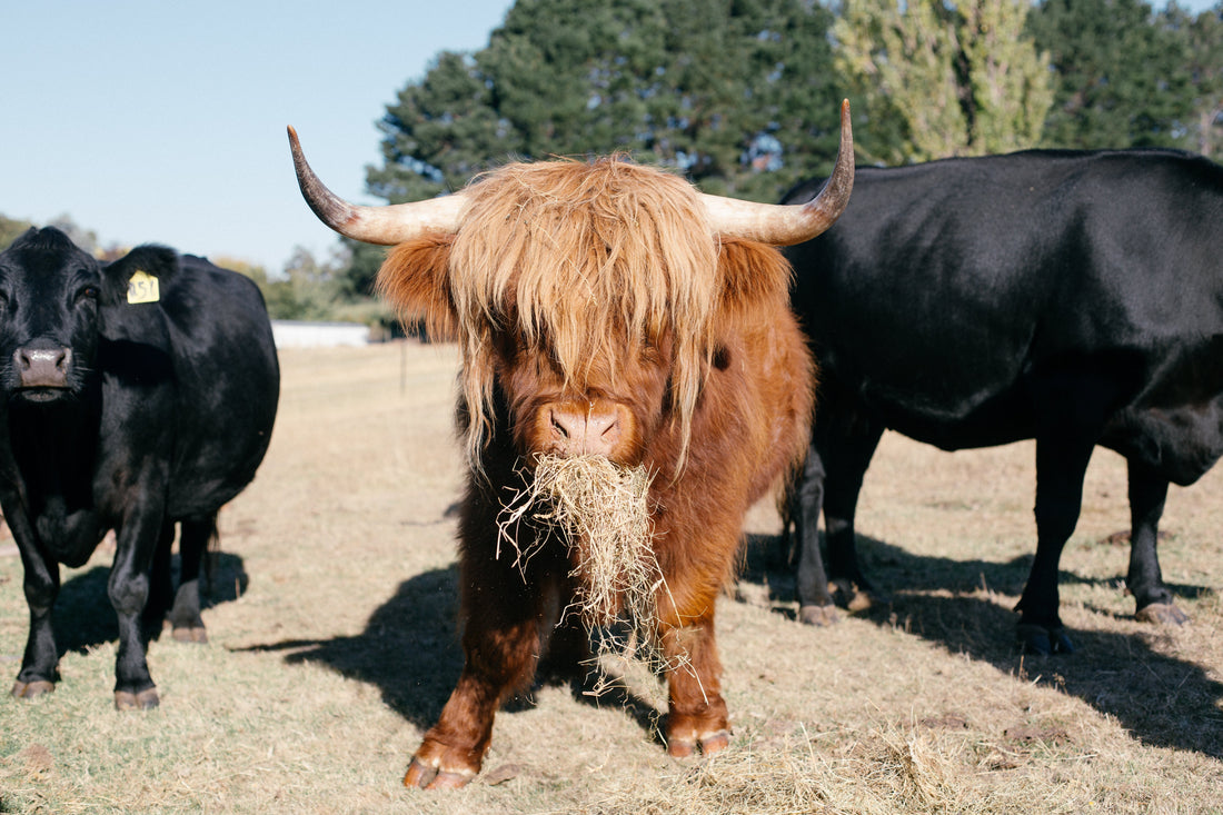 Tallow Skincare Trend