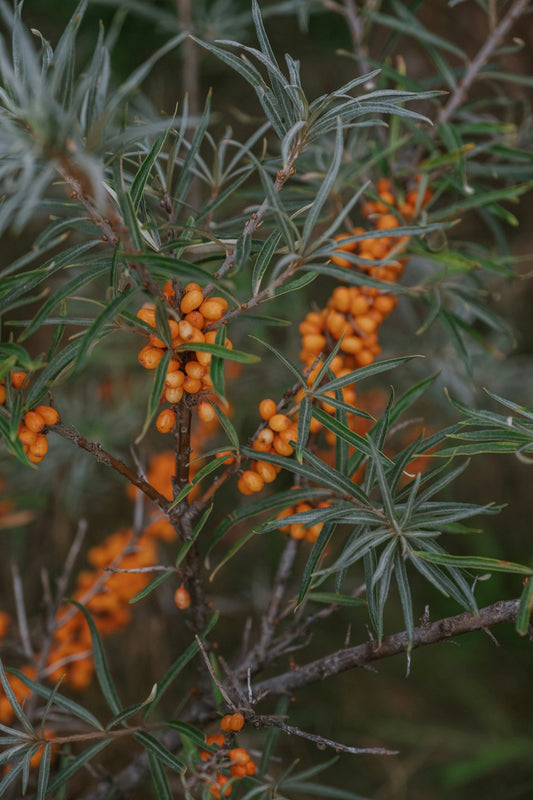 Seabuckthorn Oil for Skin Benefits: The Complete Science-Backed Guide