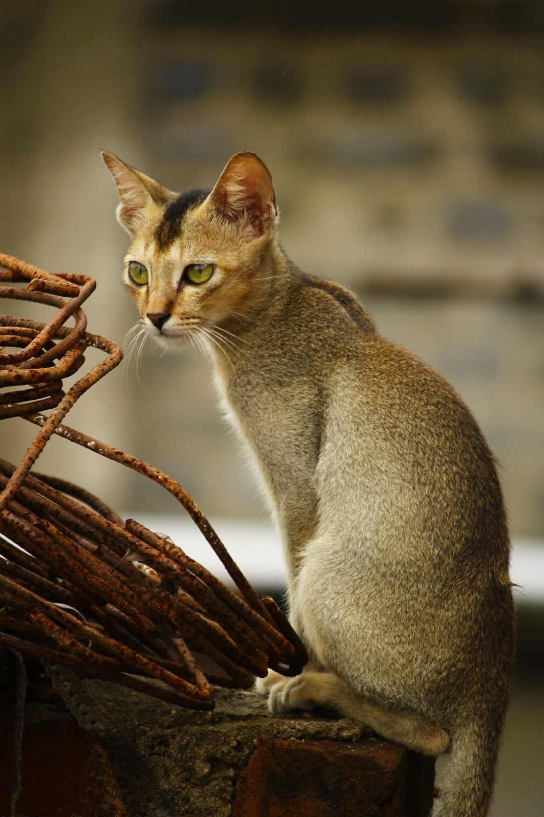 Abyssinian cat (not oil, do not apply cat to face.)