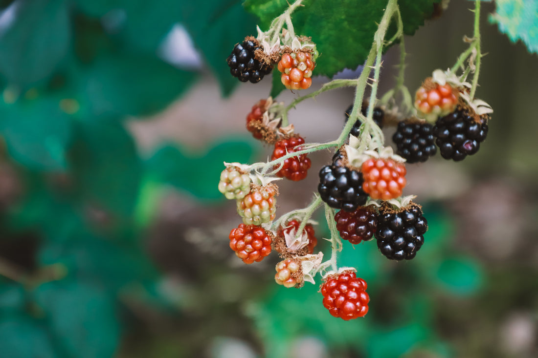 Raspberry Seed Oil for Skin: The Real Benefits, and the SPF Myth Worth Knowing