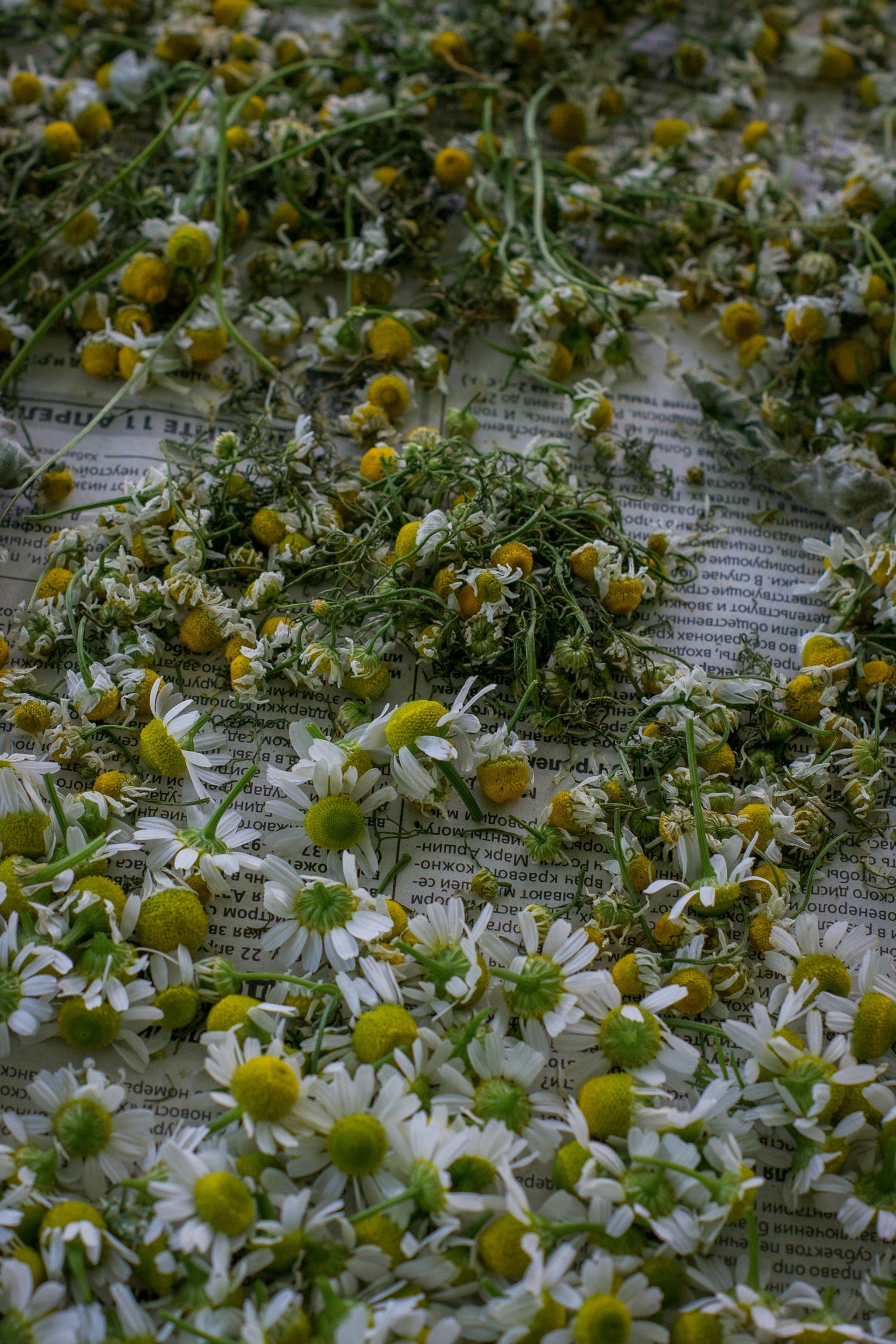 Sensitive Skincare Routine using gentle Botanicals