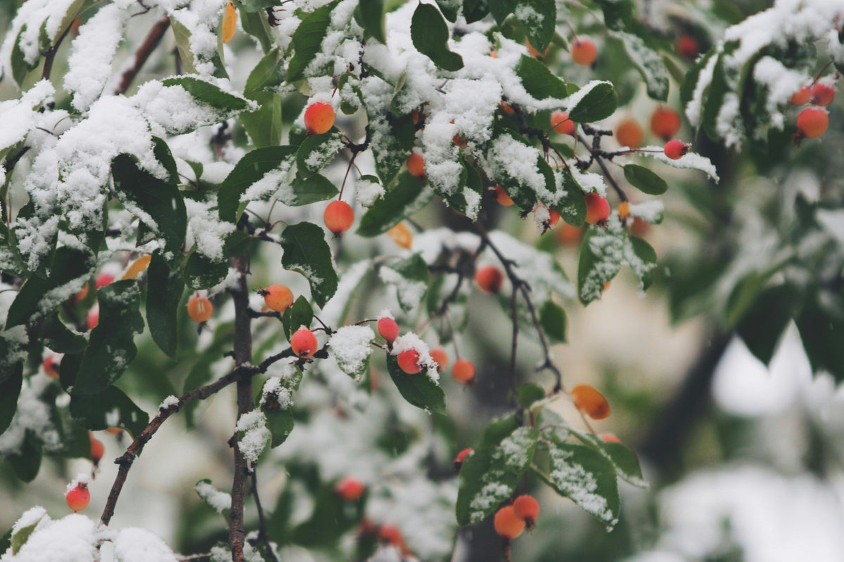 Climate-Adaptive Skincare for Northern Seasons