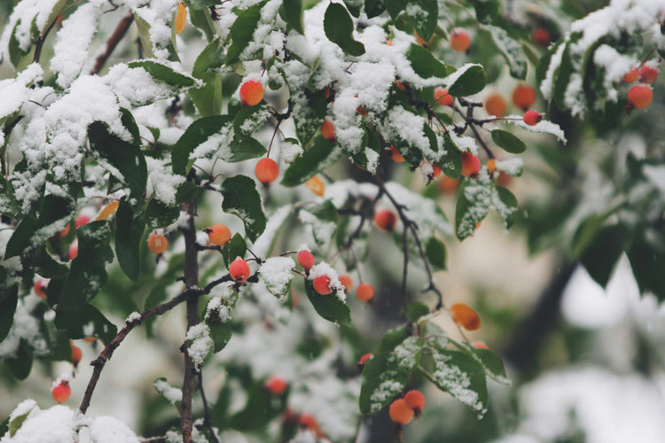 Climate-Adaptive Skincare for Northern Seasons